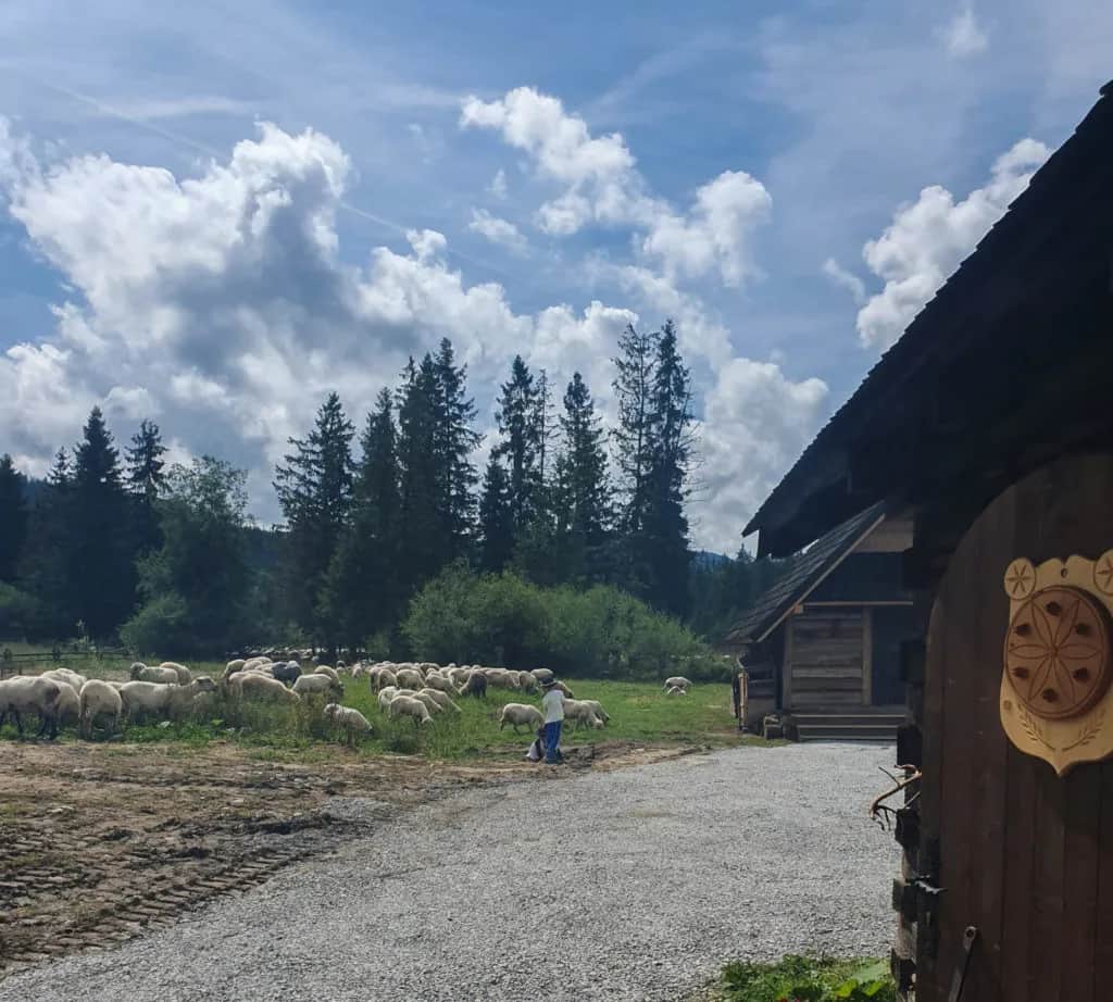 Bacówka na Polanie Biały Potok - tradycyjne sery i atrakcje w okolicy