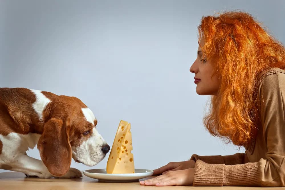 Czy pies może jeść oscypki? Sprawdź ryzyko dla zdrowia psa