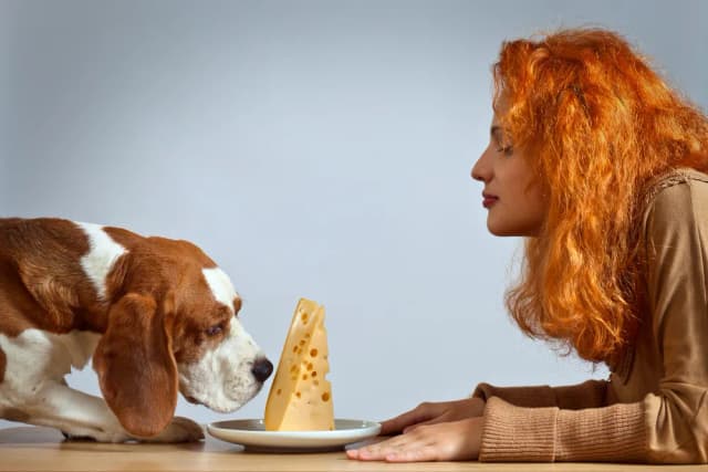 Czy pies może jeść oscypki? Sprawdź ryzyko dla zdrowia psa